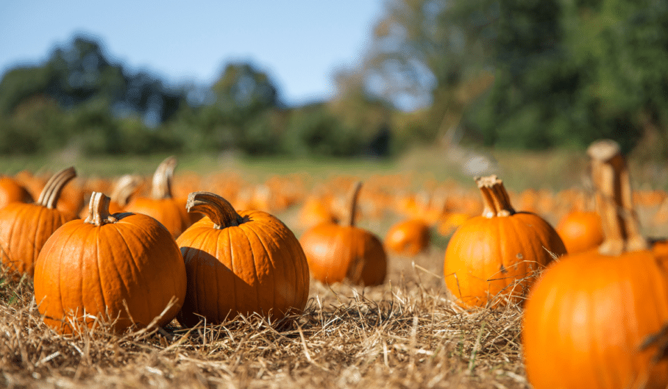 8 Perfect Pumpkin Patches To Check Out This Fall Around Philadelphia
