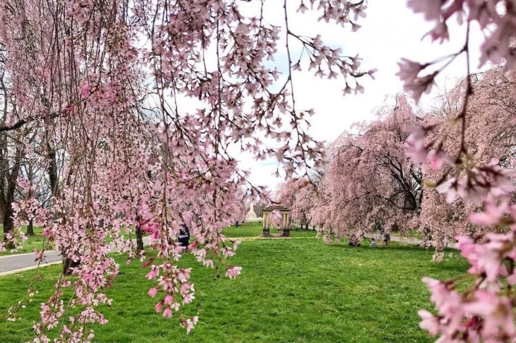 6 Stunning Spots In Which To Admire The Cherry Blossoms This Season