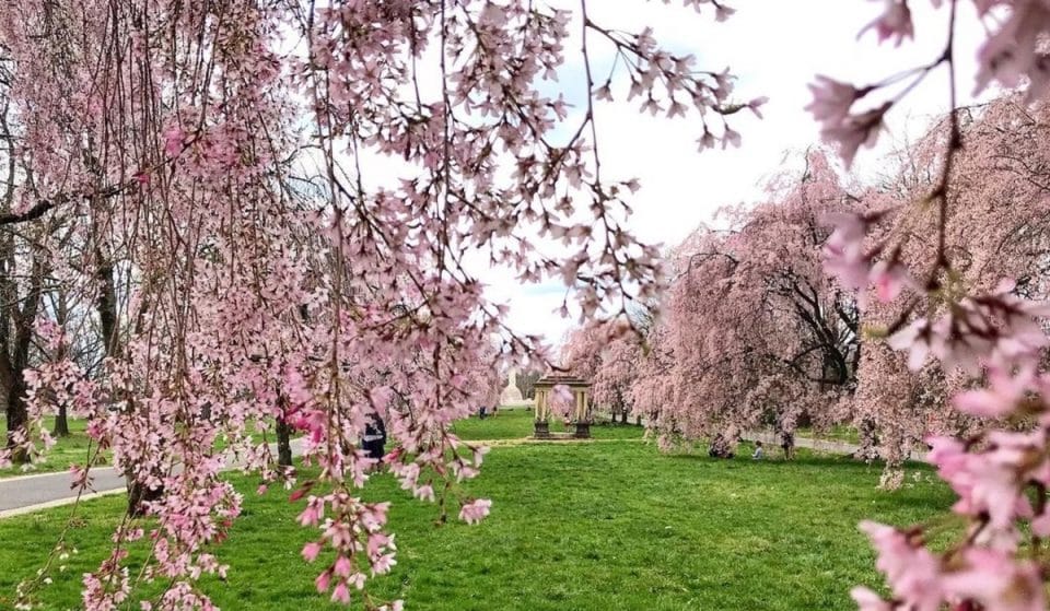 6 Stunning Spots In Which To Admire The Cherry Blossoms This Season
