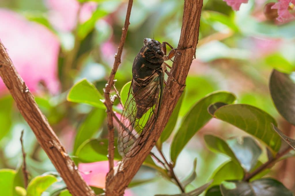 Trillions Of Cicadas Are Out This Week Across The Northeast