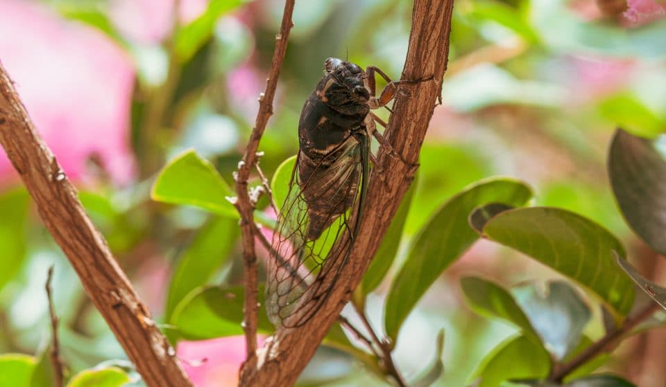 Trillions Of Cicadas Are Out This Week Across The Northeast