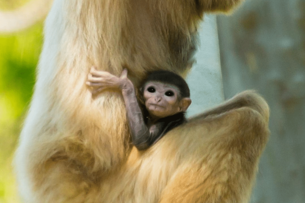 images of baby animals