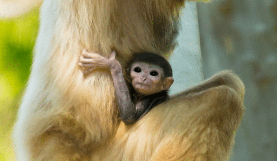 The Philadelphia Zoo Welcomes Many Baby Animals