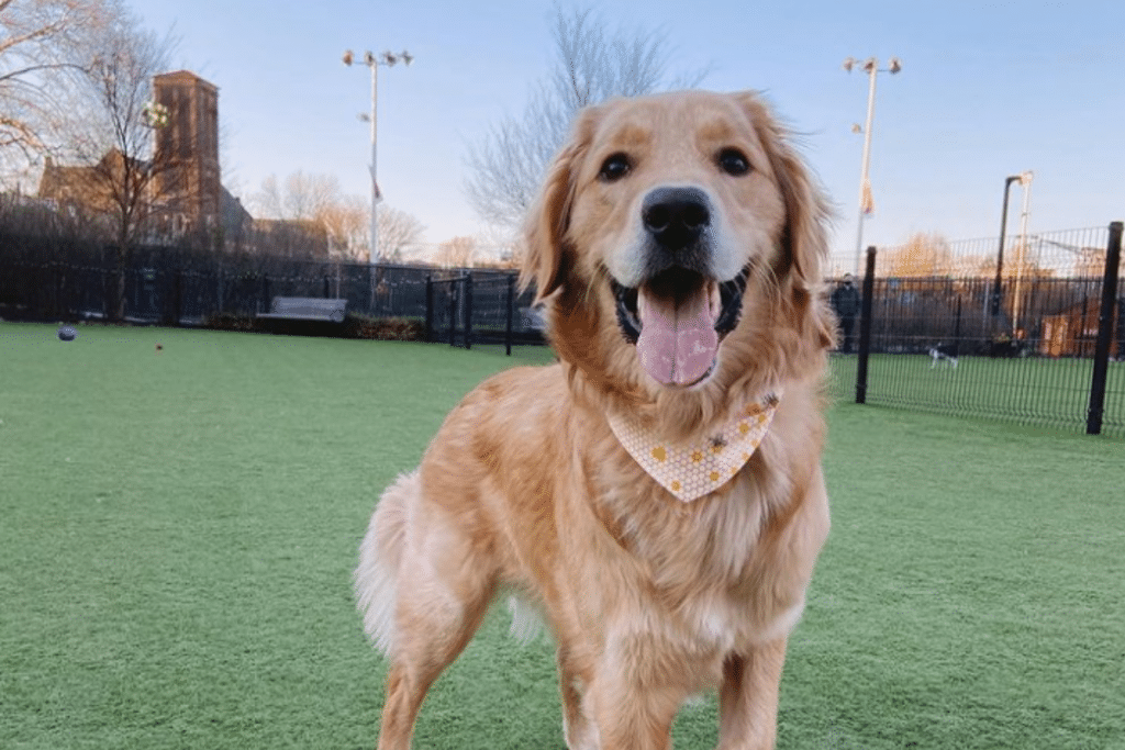 5 Splendid Dog Parks To Explore With Your Pupper In Philly