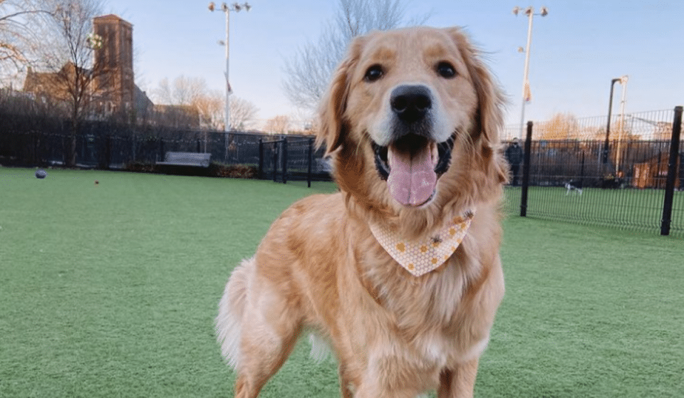 5 Splendid Dog Parks To Explore With Your Pupper In Philly