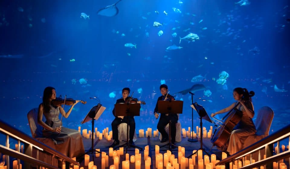 This Aquarium Is Hosting A Candlelit Concert Right Beside A 20-Foot Shark Tank