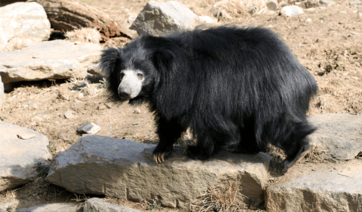Threatened Sloth Bear Cubs Born At Philadelphia Zoo Will Make Appearance Soon