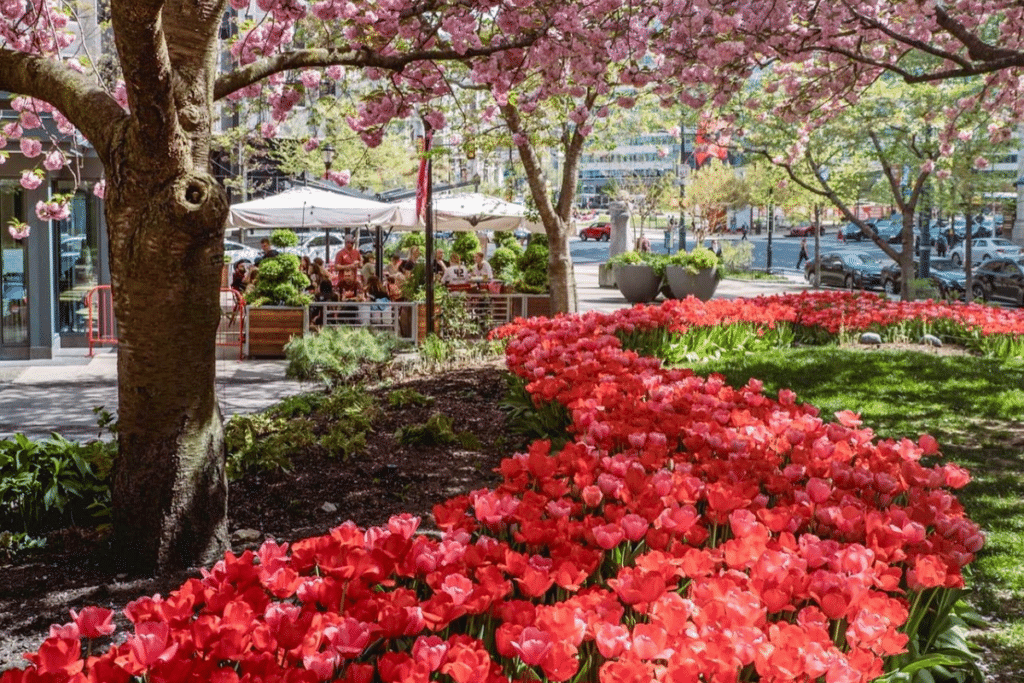 4 Places To See Beautiful Tulips In And Around Philly