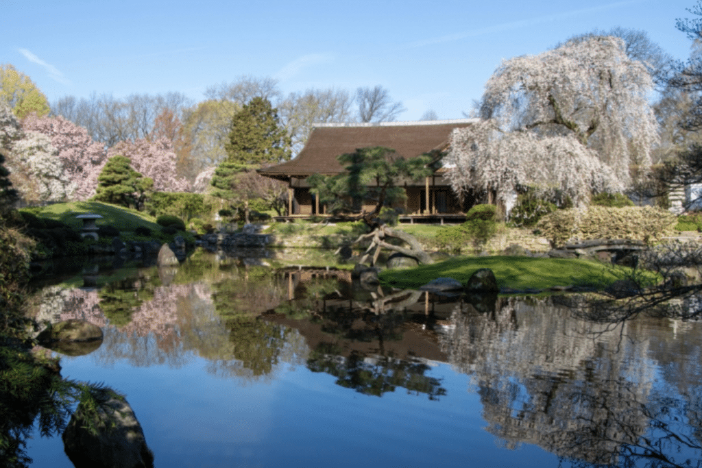 Bask In The Beauty of the Japanese Sakura At The 2023 Subaru Cherry Blossom Festival
